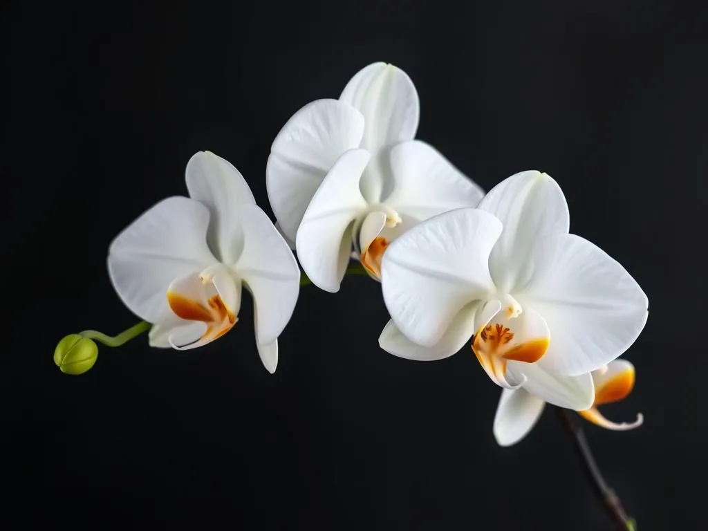 Significado de los sueños con orquídeas blancas en flor