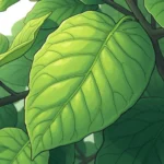 hoja higuera suenos significado