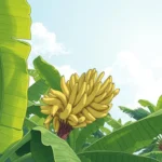 significado de suenos con banana arbol